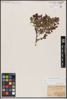 Foto von Salix aurita L.